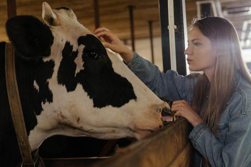 A young farmer sitting beside a dairy cow